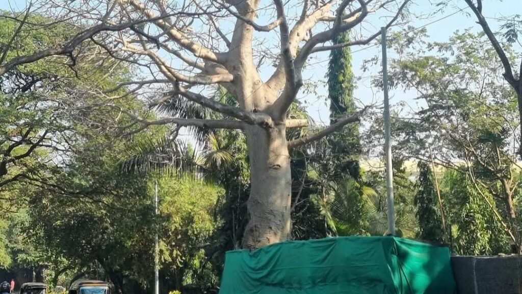 Mumbai: 400-Year-Old Baobab Saved, Thanks To Timely Intervention From Citizens; Check Before & After...