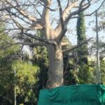 Mumbai: 400-Year-Old Baobab Saved, Thanks To Timely Intervention From Citizens; Check Before & After...