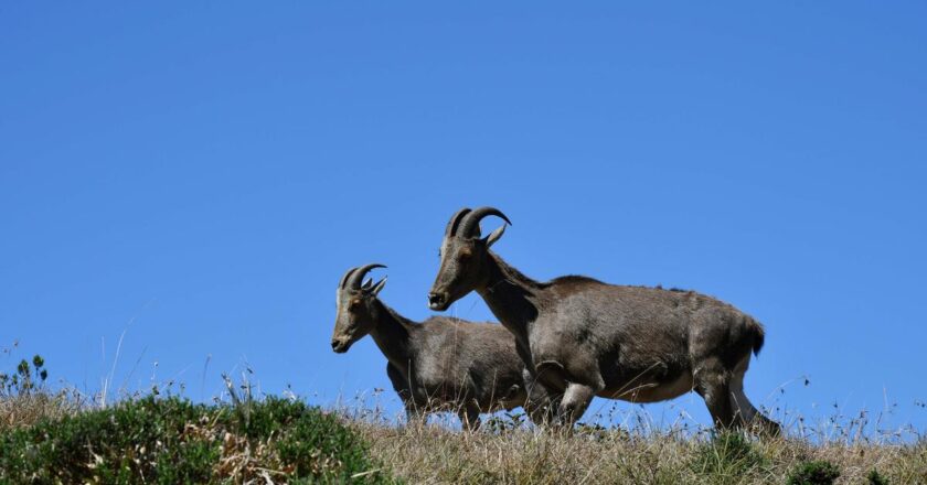 पर्यावास निकटता, नीलगिरि तहर की रक्षा के लिए कार्रवाई का अगला कदम