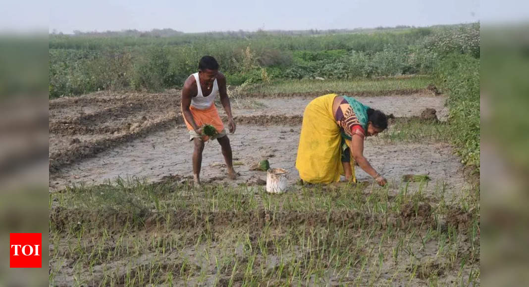 बिहार की बढ़ती मिट्टी का क्षरण: किसानों और कृषि के लिए एक संकट | पटना समाचार