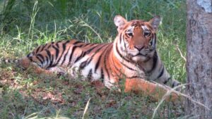 Madhav National Park Designated As Eighth Tiger Reserve Of Madhya Pradesh