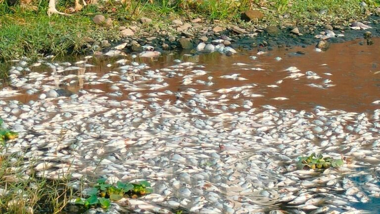 मुला नदी में तैरती मिलीं हजारों मरी हुई मछलियां, प्रदूषण पर भड़का आक्रोश (वीडियो)