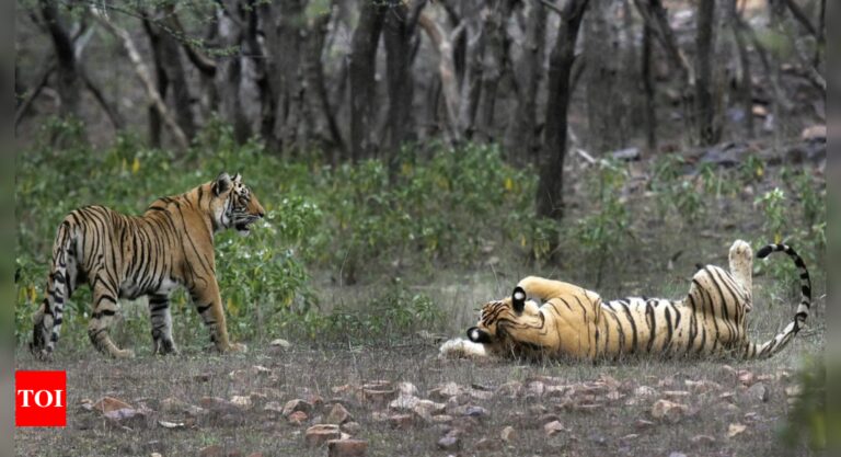 2006 के बाद से, टाइगर-कब्जे वाले क्षेत्र ने भारत में 2.9-वर्गमीटर/वर्ष का विस्तार किया: अध्ययन | भारत समाचार