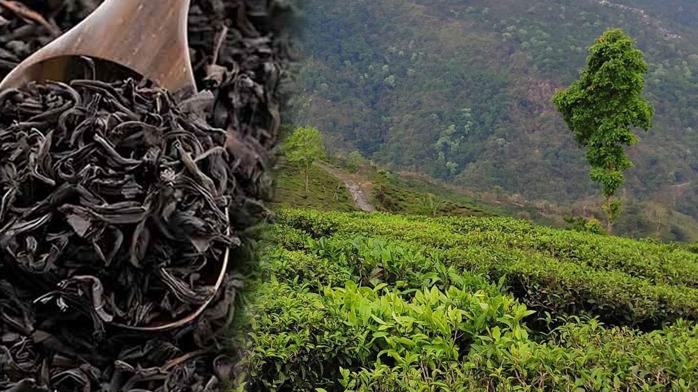 चाय उत्पादकों पर खतरे की घंटी, घटिया चाय के आयात में बढ़ोतरी