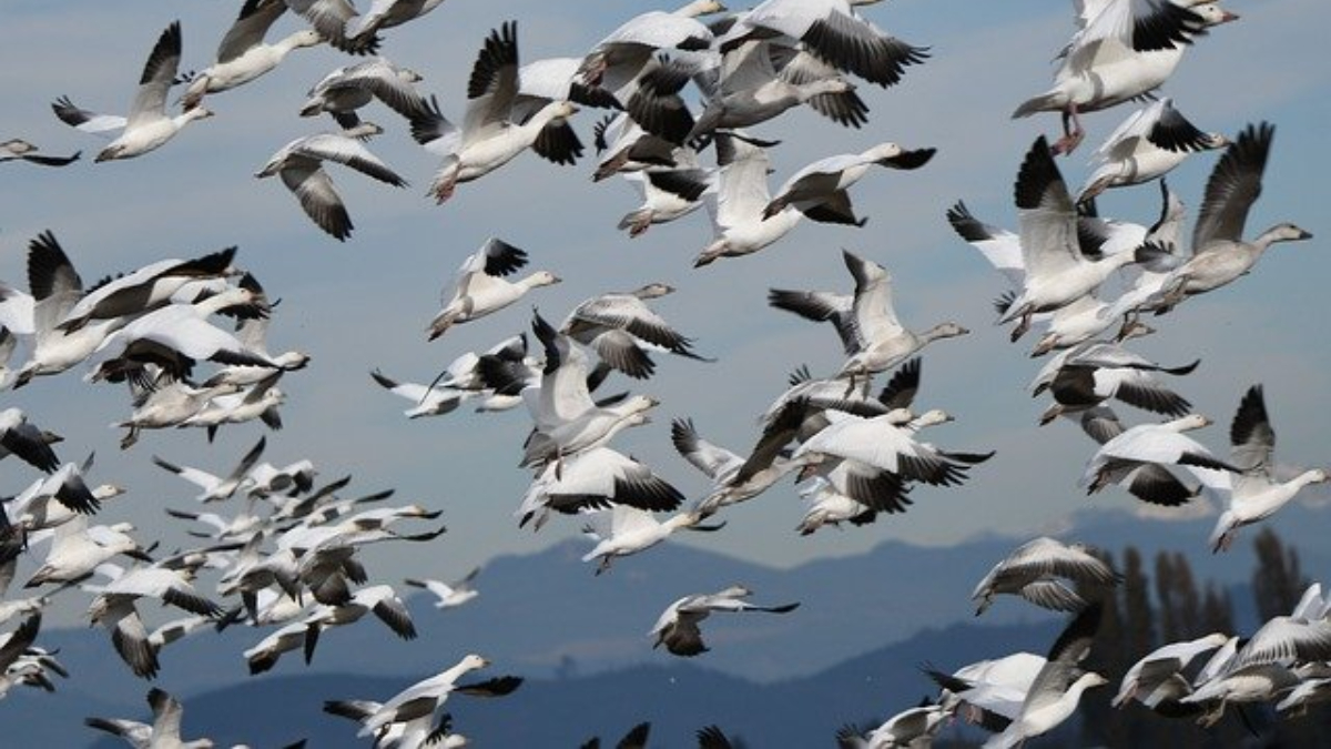 Rajasthan: 7 Migratory Birds Killed In Jaisalmer; Bird Flu Suspected, Samples Sent For Testing