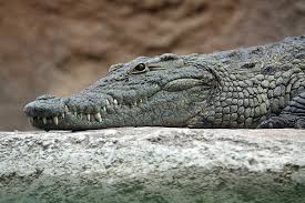 Madhya Pradesh: Case Filed Under Wildlife Act After Crocodiles Found In Ex-BJP MLA