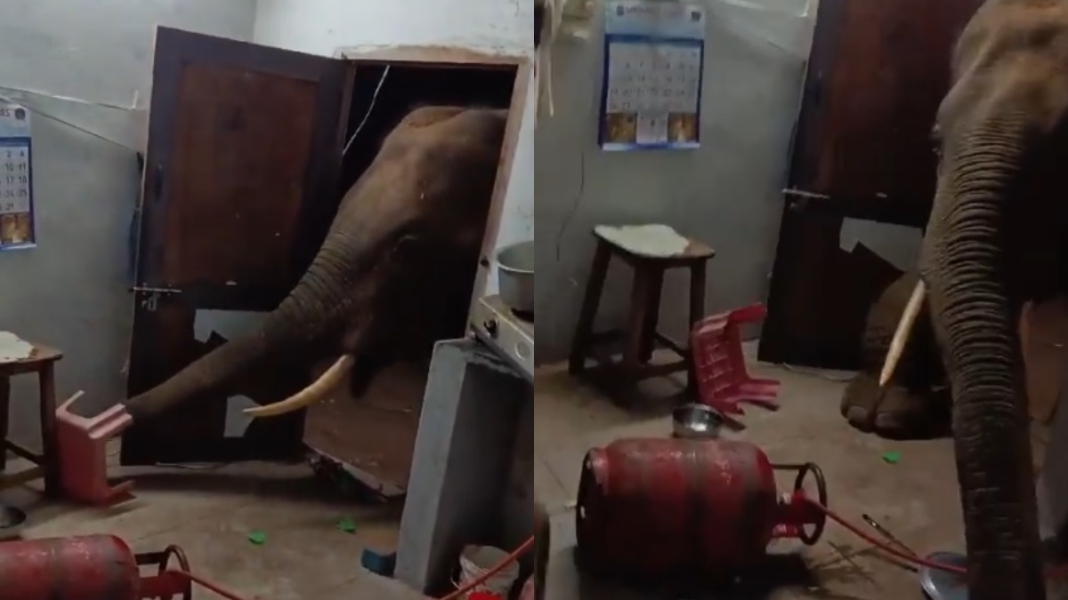 Terrifying! Wild Elephant Tries To Enter House In Search Of Food, Steals Bag Of Rice And Leaves...