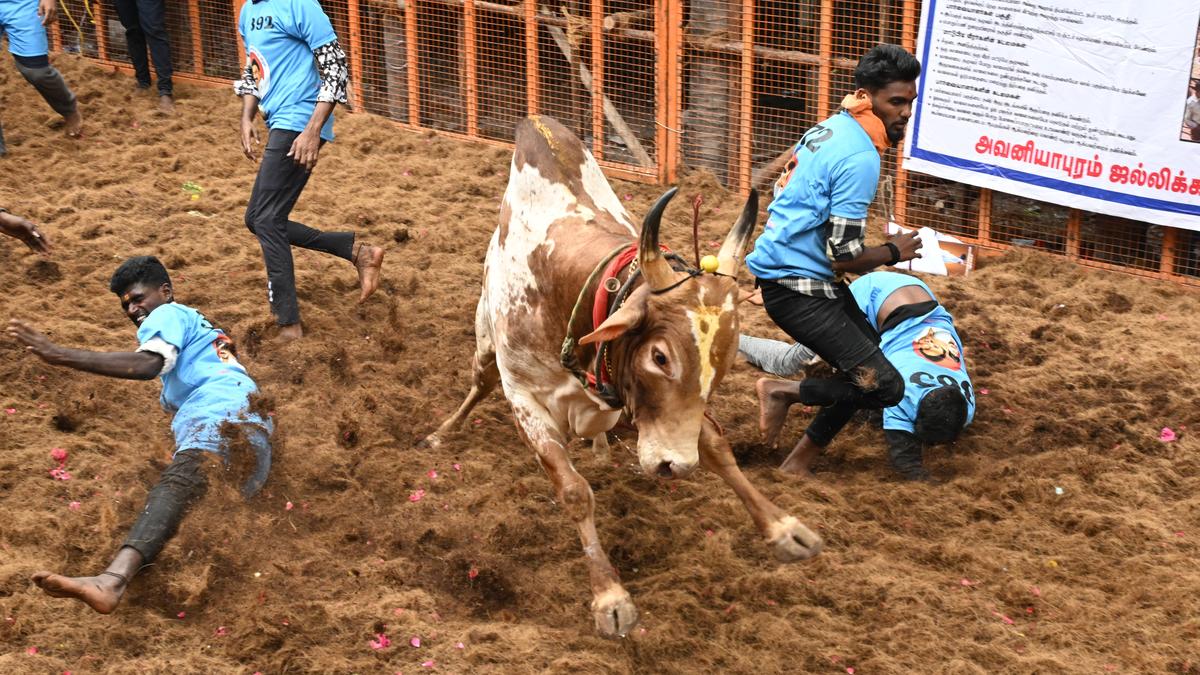 मदुरै के अवनियापुरम जल्लीकट्टू में एक बैल को काबू करने वाले की मौत हो गई