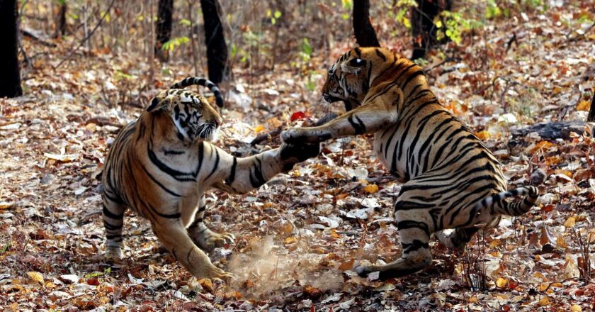 महाराष्ट्र अभयारण्य में बाघिन का रास्ता रोकने वाले पर्यटक वाहनों पर हाईकोर्ट ने सरकार से जवाब मांगा