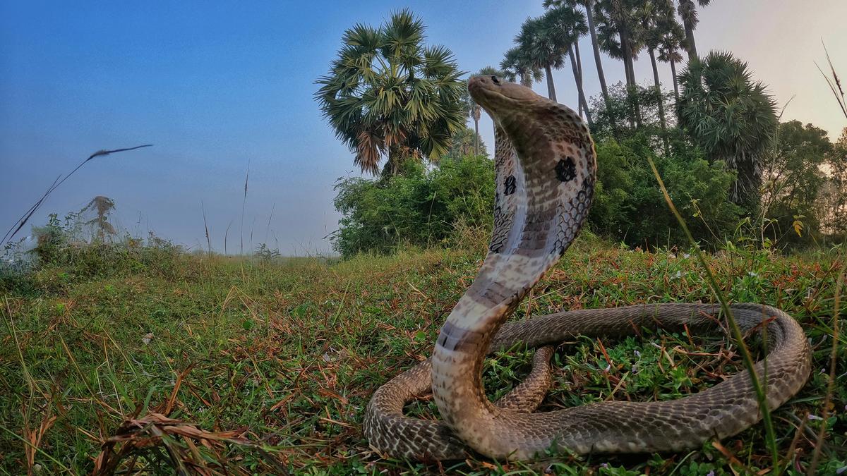 स्नेकबिट्स असम में एक प्रमुख स्वास्थ्य चिंता