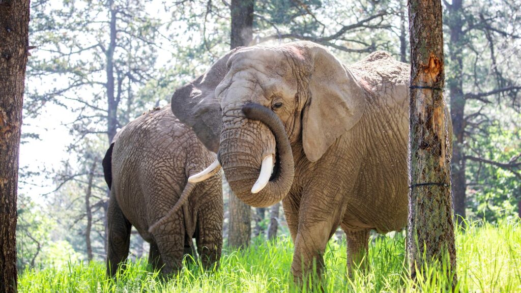 Elephants Kimba and Lucky at Cheyenne Mountain Zoo. Pic: AP