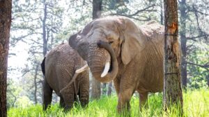 Elephants Kimba and Lucky at Cheyenne Mountain Zoo. Pic: AP