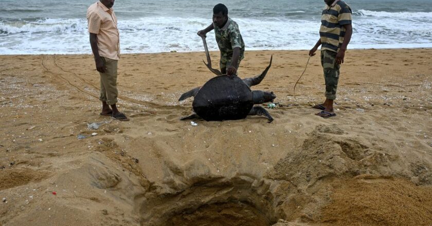 Along Tamil Nadu coast, a surge of dead sea turtles