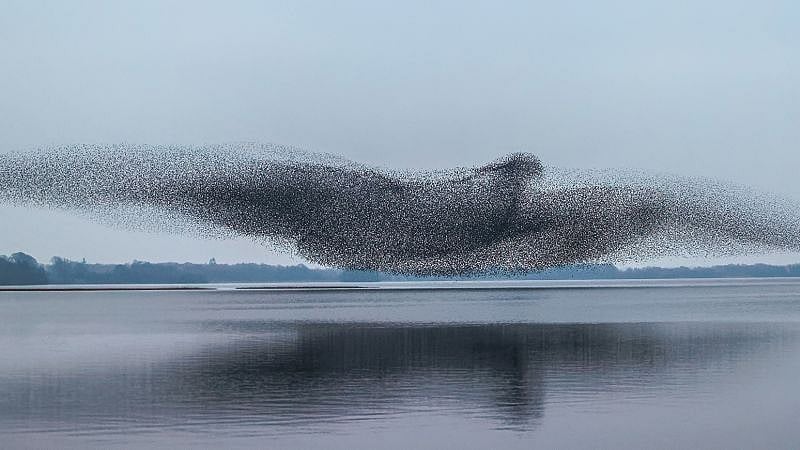 Murmuration Of Starlings Pics: Man Who Started Photography As Hobby During COVID-19 Pandemic Clicks...