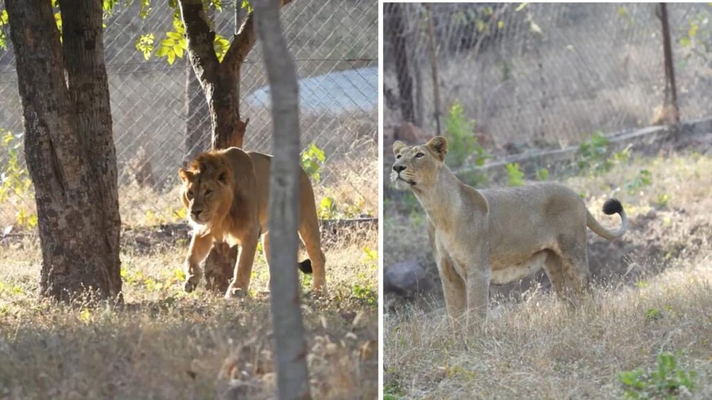 Bhopal: Pair Of Newly-Brought Asiatic Lions From Gujarat Spotted Playing With Each Other At Van...