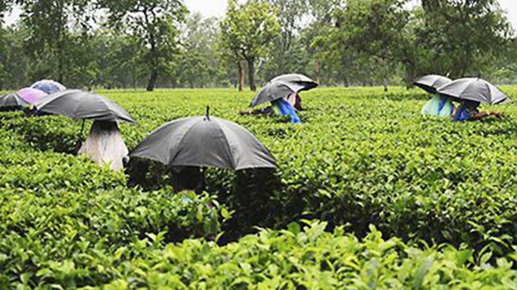 चाय उत्पादक न्यूनतम स्थायी मूल्य और 100% नीलामी की मांग करते हैं