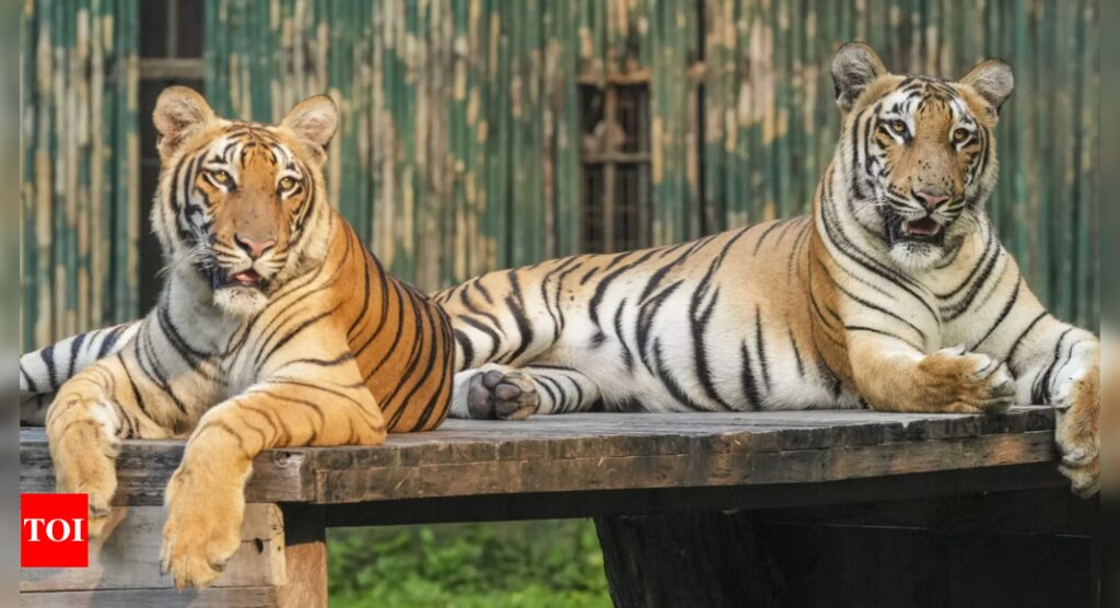 ज़ीनत का क्या होता है भारत में 15 बाघों के भाग्य का फैसला करेगा | भारत समाचार