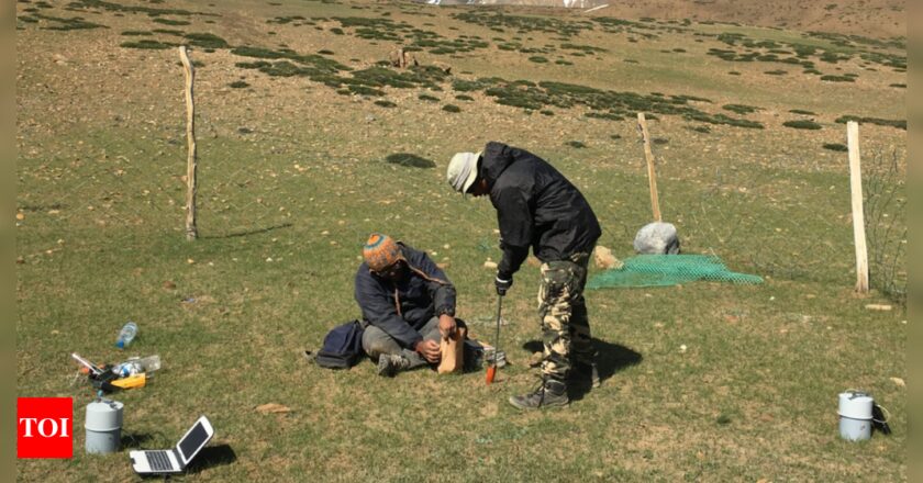 पशुधन के साथ जंगली शाकाहारी की जगह हिमालय में कीटों को चोट पहुँचाने के लिए | भारत समाचार