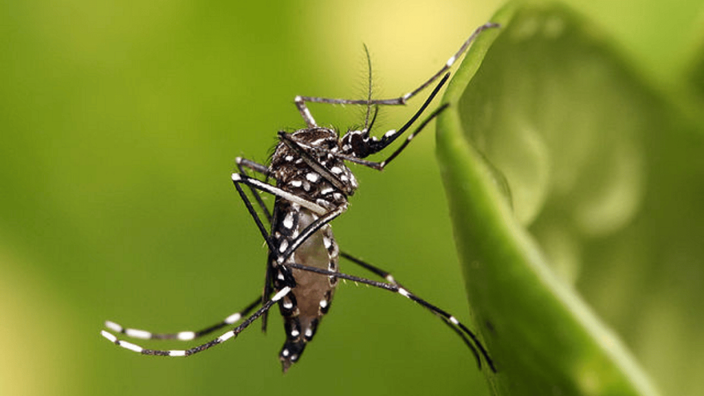 Dengue Danger Far From Over: With Change In Weather, Health Officials Brace To Counter Threat