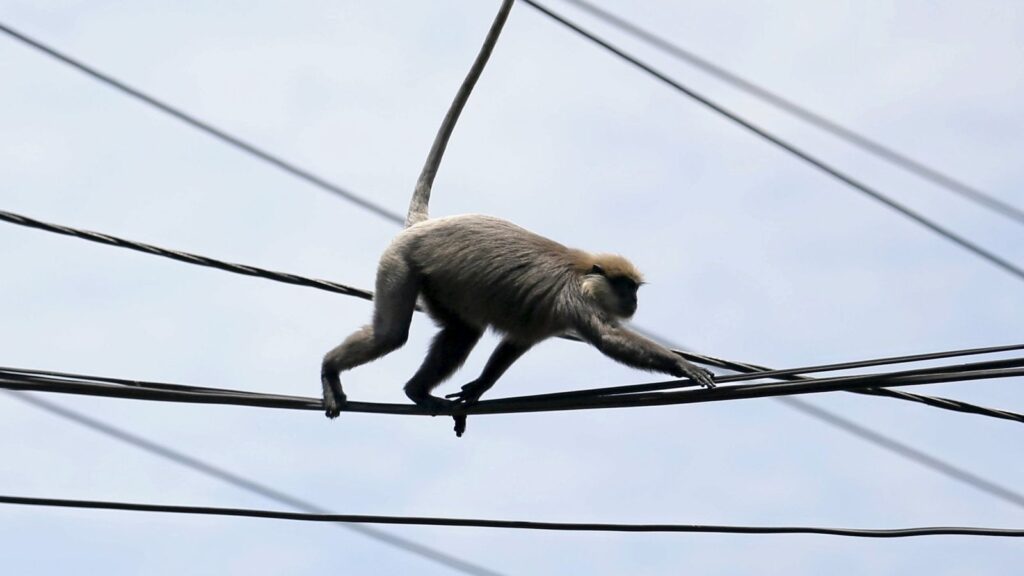 A monkey walks on power lines. File pic: Reuters