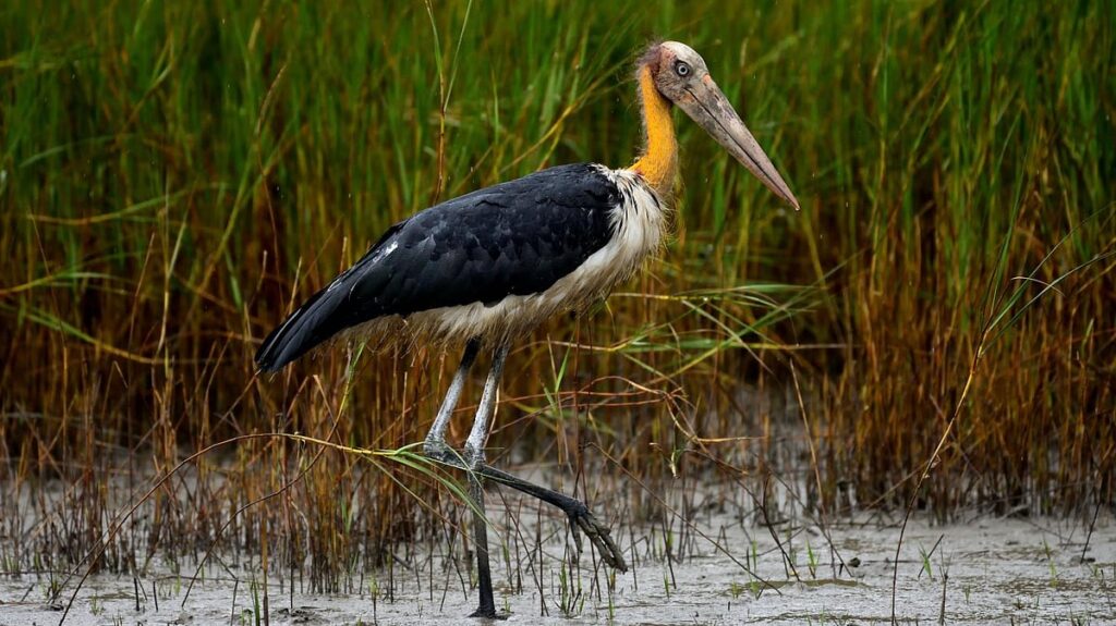 Rare Bird Sighted In Kalda Hillocks Of Panna Region