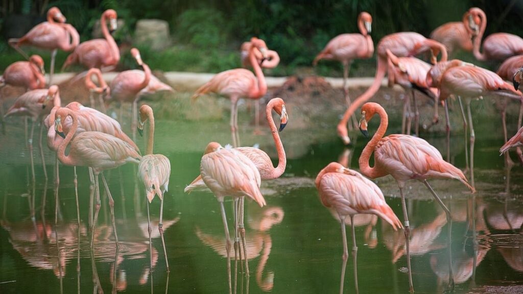 Flamingo Watch At TS Chanakya: BNHS To Host Guided Birdwatching Event In Navi Mumbai