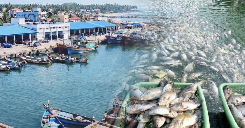 पीएम मत्स्य सम्पदा योजना मत्स्य पालन विकास, मछुआरे कल्याण को बढ़ावा दे रही है: सरकार