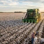 कैबिनेट ने कपास किसानों की आय की सुरक्षा के लिए 1,718 करोड़ रुपये की एमएसपी फंडिंग को मंजूरी दी